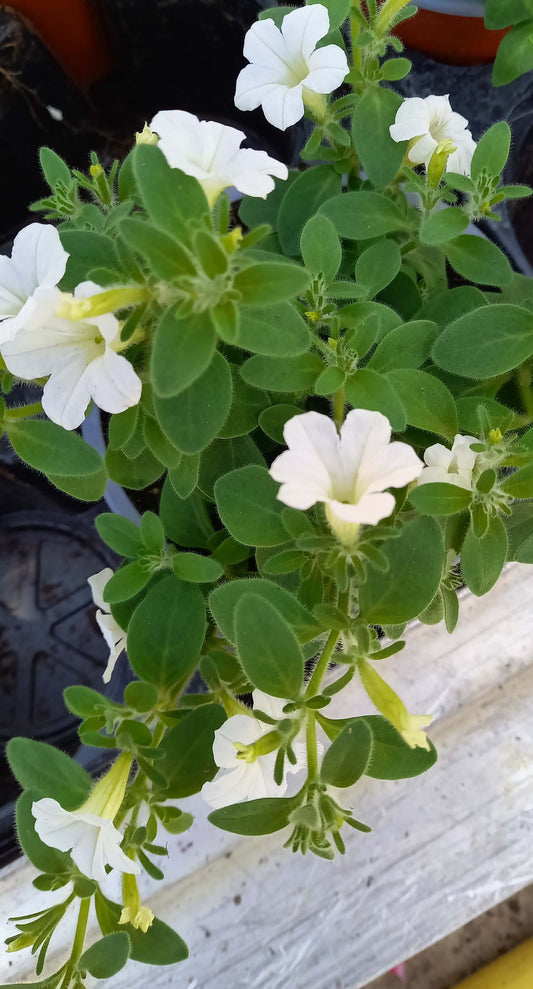 Petunie( Petunia) 'Itsy White' T12, kleinblütig
