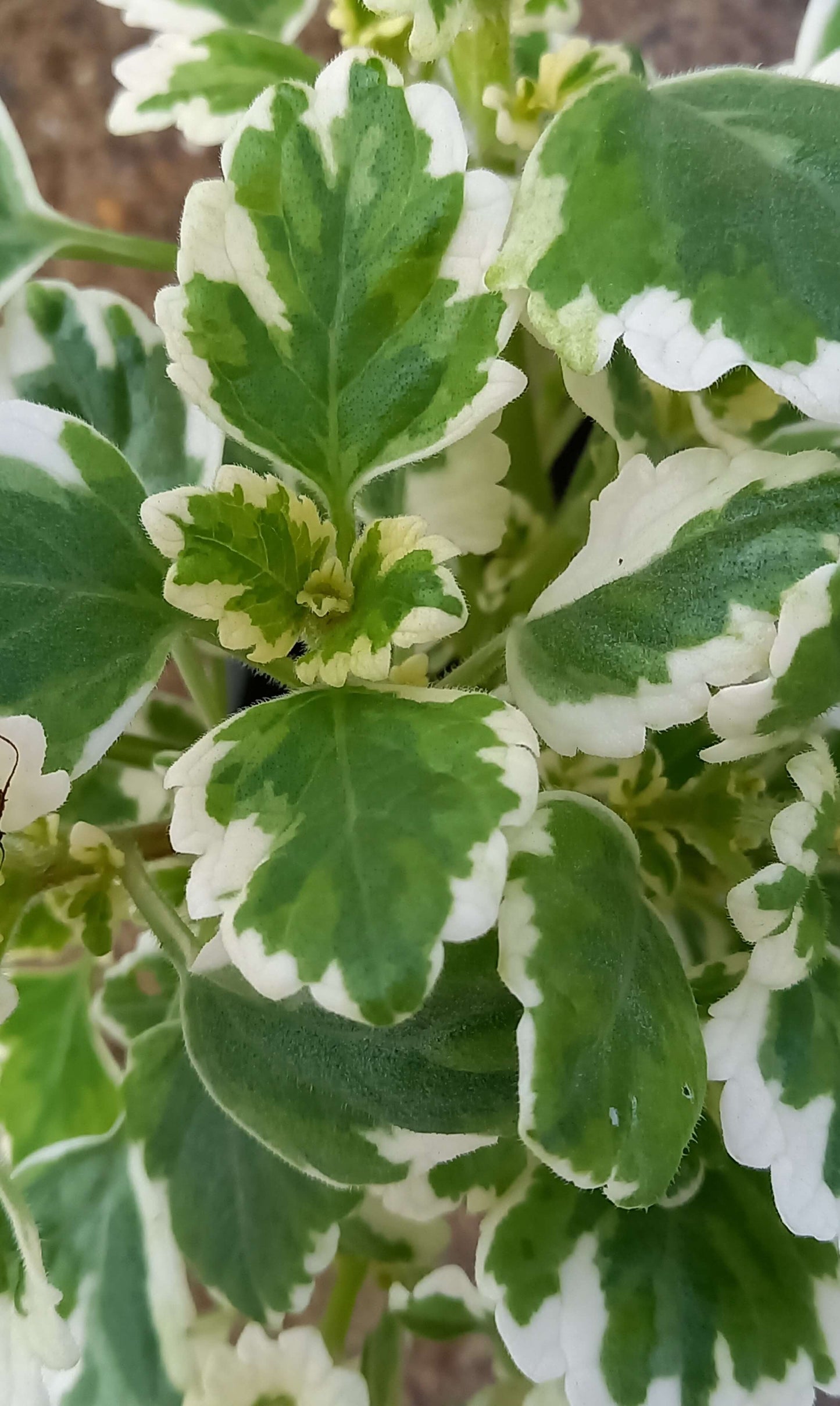 Weihrauch (Plectranthus fruticosus) T11, panaschiert
