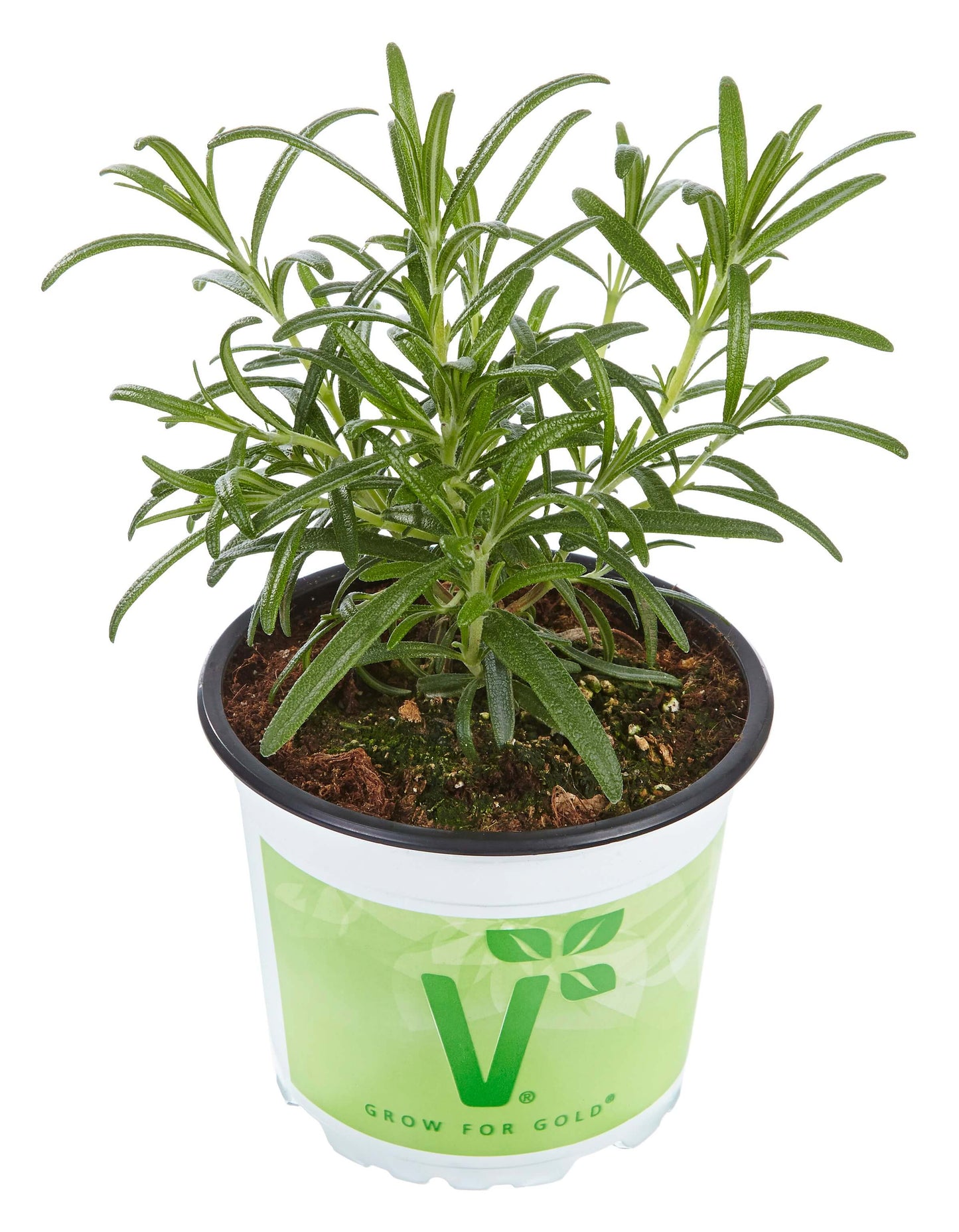 Englischer Rosmarin (Rosmarinus officinalis) 'Britania' T12