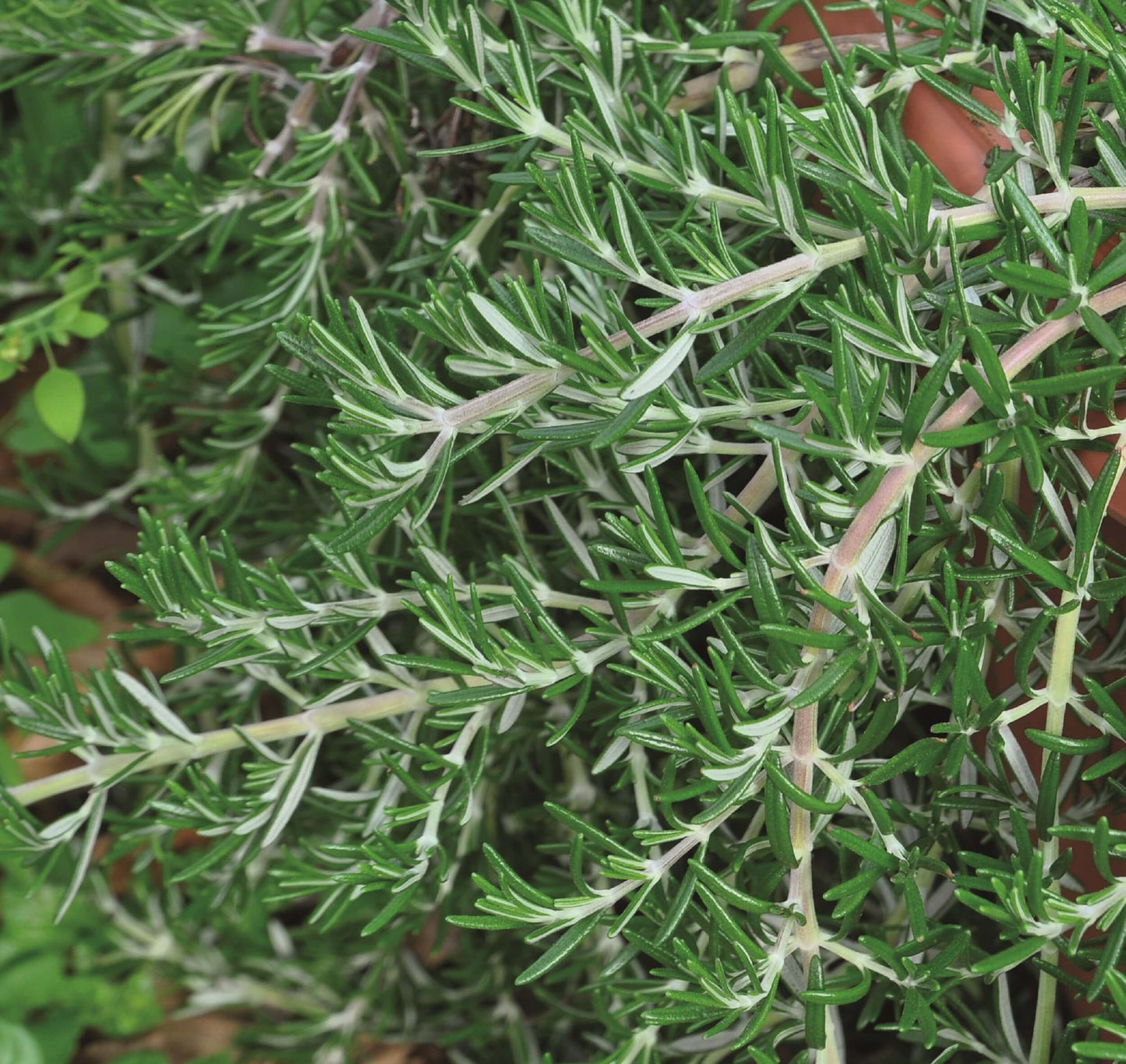 Hängender Rosmarin (Rosmarinus officinalis) 'Riviera' T12