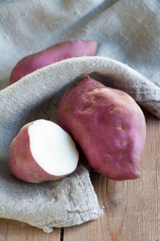 Speise-Süßkartoffel (Ipomoea batata) 'Erato® Gusto'