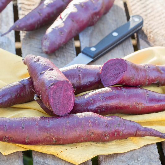 Speise-Süßkartoffel (Ipomoea batata) 'Erato® Violet'