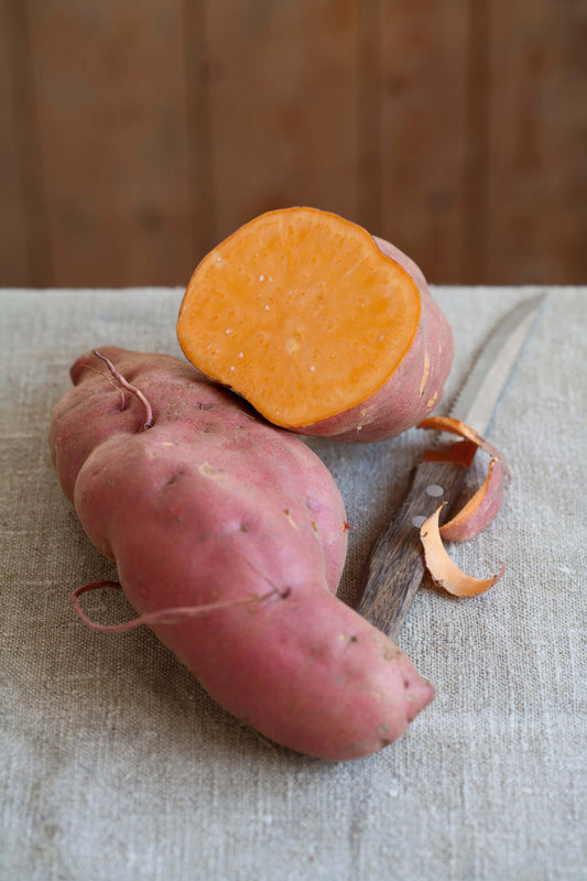 Speise-Süßkartoffel (Ipomoea batata) 'Erato® Orange'