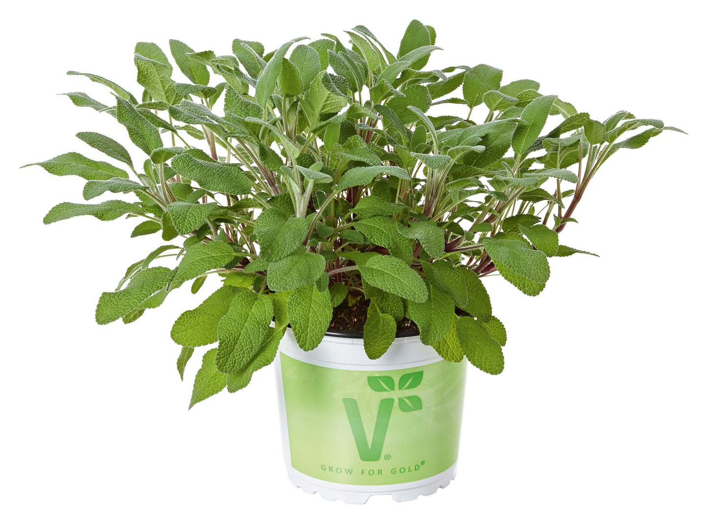 Grüner Salbei (Salvia officinalis) 'Fortado' T12