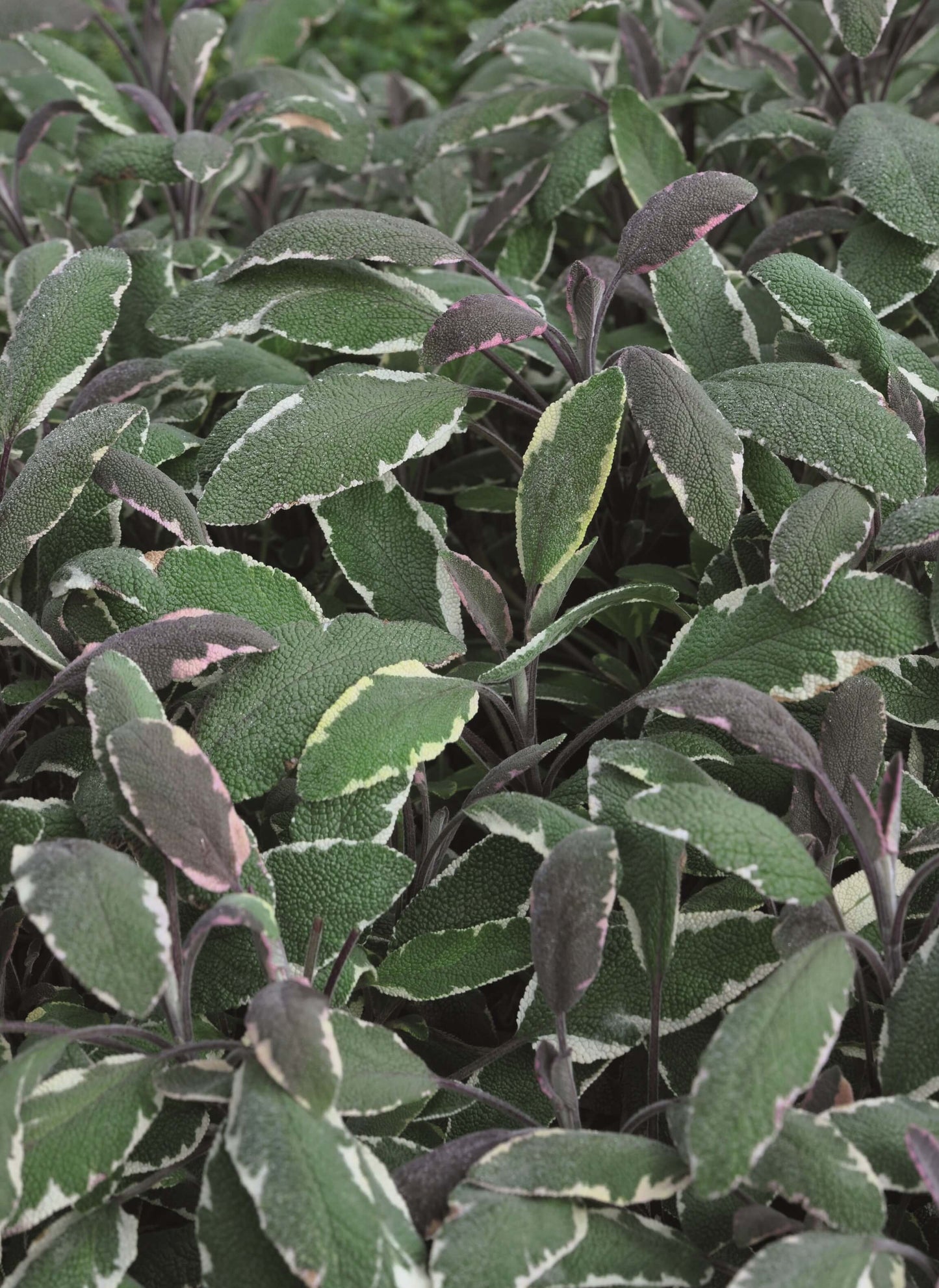 Buntblattsalbei (Salvia officinalis) 'Mandala® Tricolor' (Hexenmantel) T12