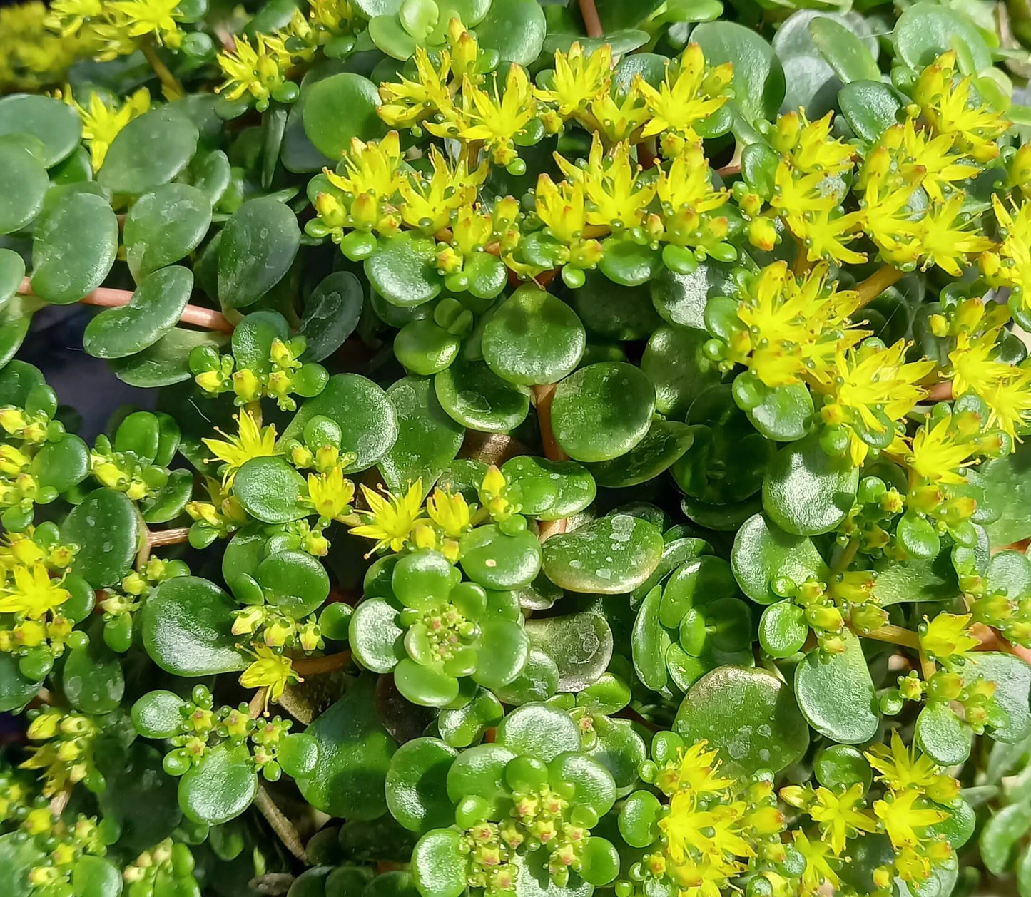 Mauerpfeffer (Sedum tetractinum) 'Coral Reef' T12 - winterhart