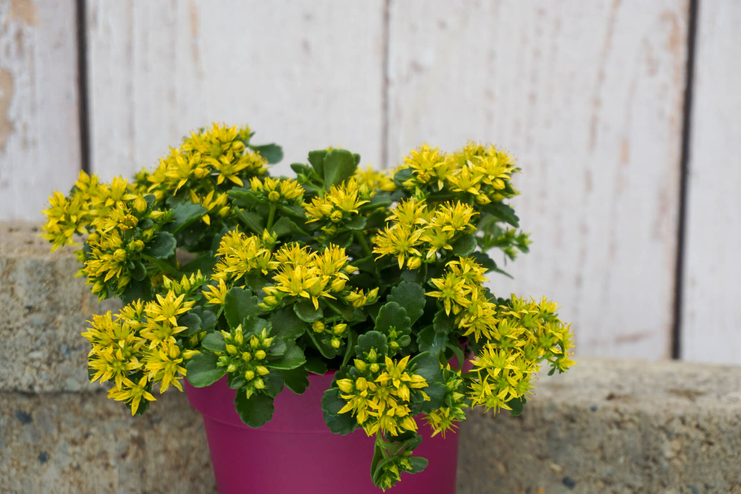 Kamtschatka-Fettblatt (Sedum kamtschaticum) 'Little Miss Sunshine' T12