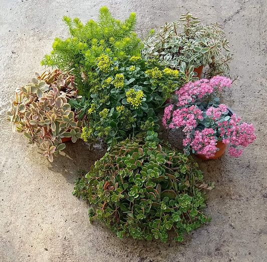 Fetthenne (Sedum) T12 im Set | 6 Pflanzen - winterhart