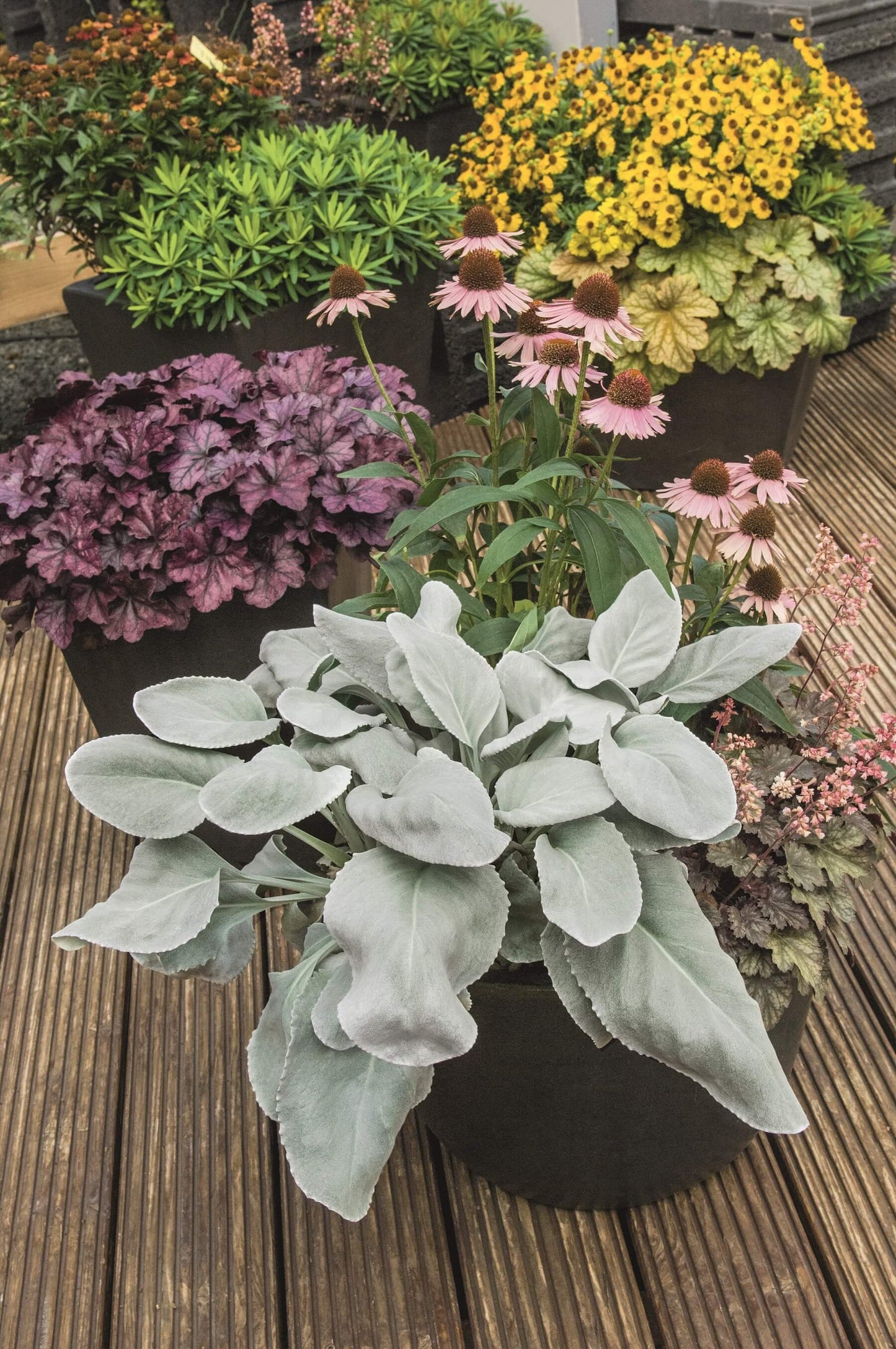 Engelsflügel-Geiskraut (Senecio candicans) 'Angel Wings®' T14