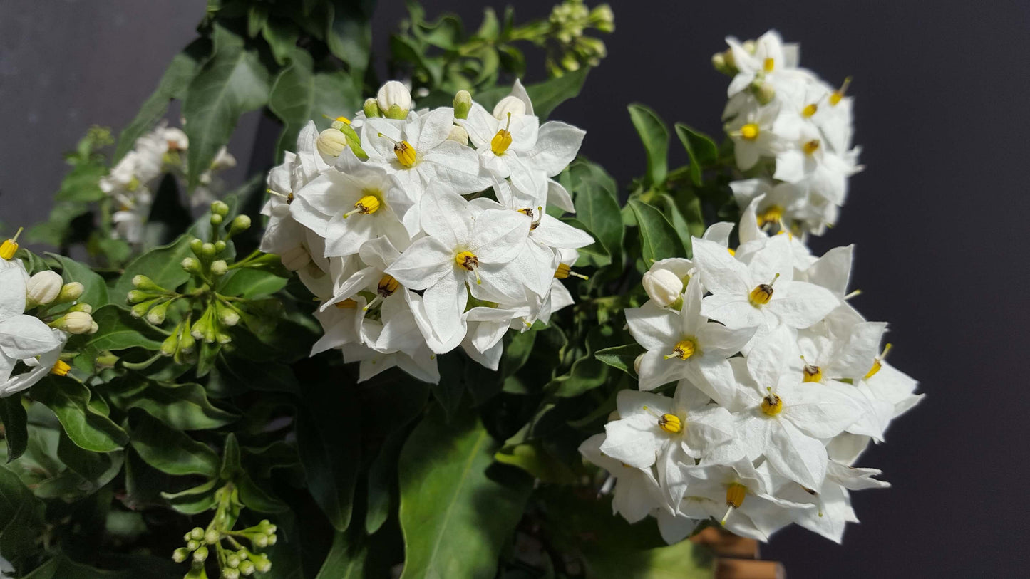 Sommerjasmin (Solanum jasminoides) weiß T12