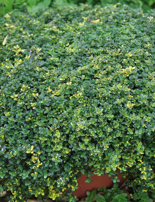 Hänge-Thymian (Thymus citriodorus) 'Sambesi' T12