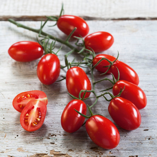Veredelte Tomaten im Spar-Set | 3 Stück