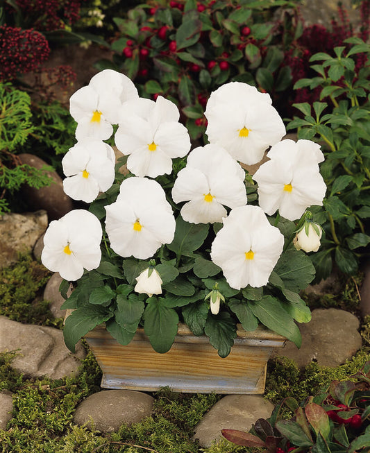 Stiefmütterchen (Viola wittrockiana) weiß T9 | 3 Pflanzen