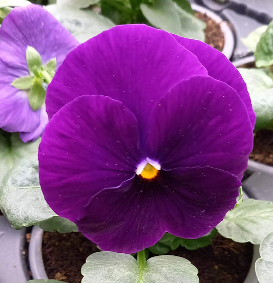 Stiefmütterchen (Viola wittrockiana) violett T9 | 3 Pflanzen