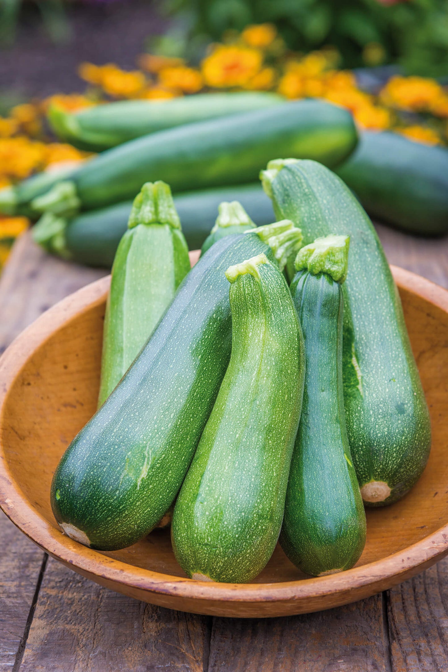 Zucchini grün T12 (2 Pflanzen)