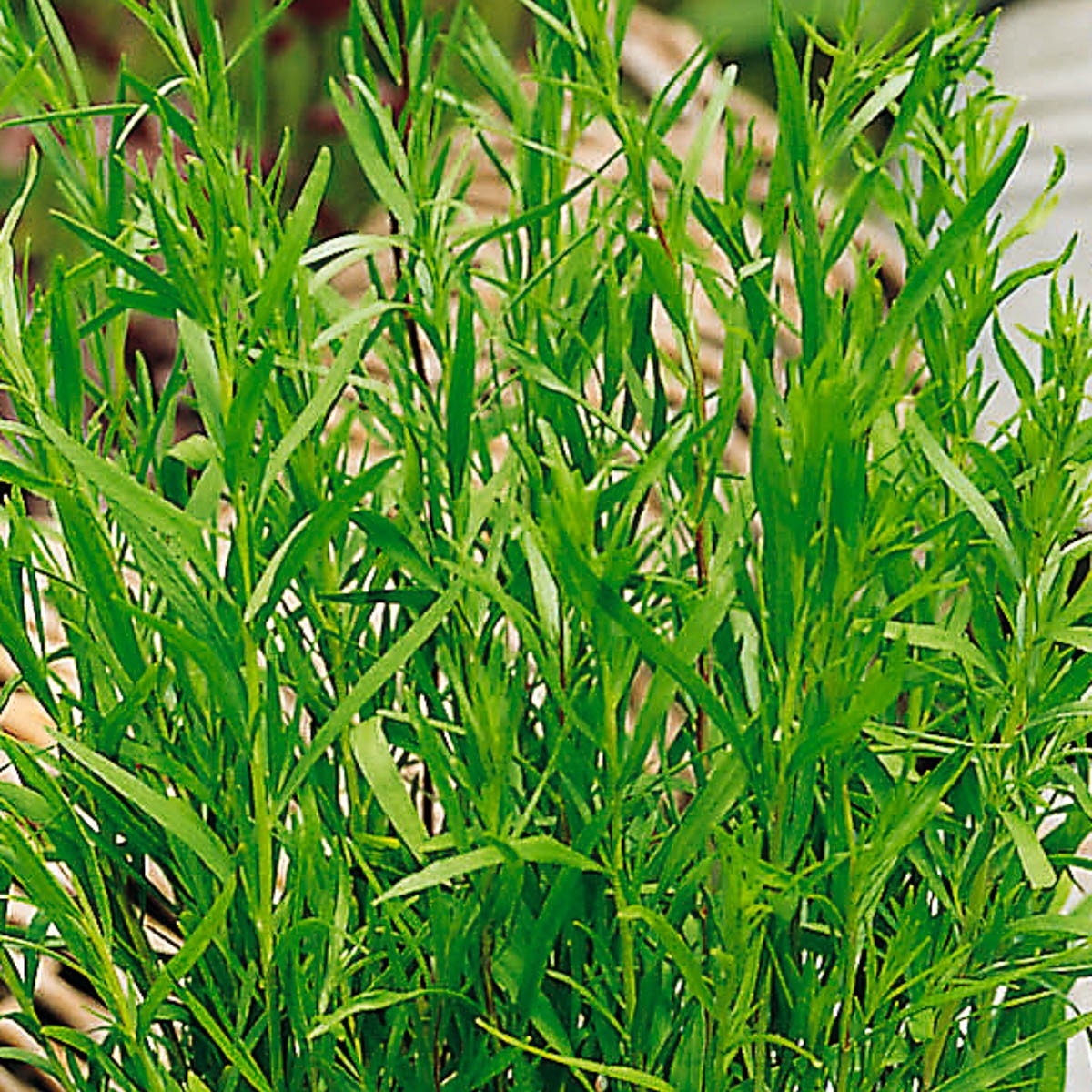 Französicher Estragon (Artemisia drancunculus) "Pfefferkorn" T12