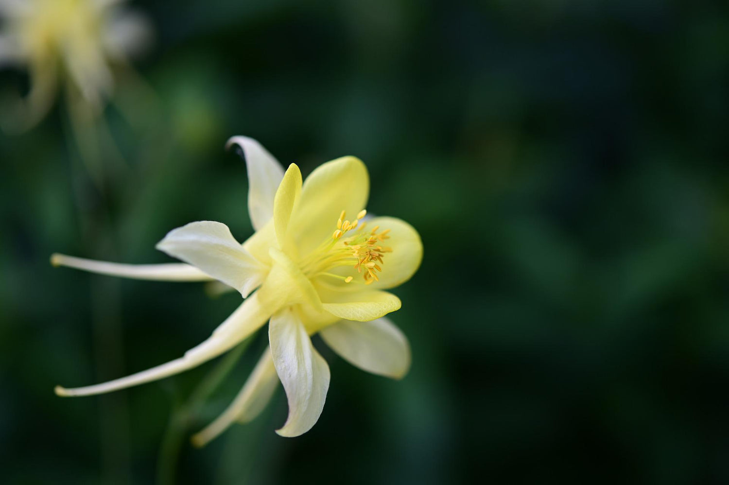 Akelei (Aquilegia)