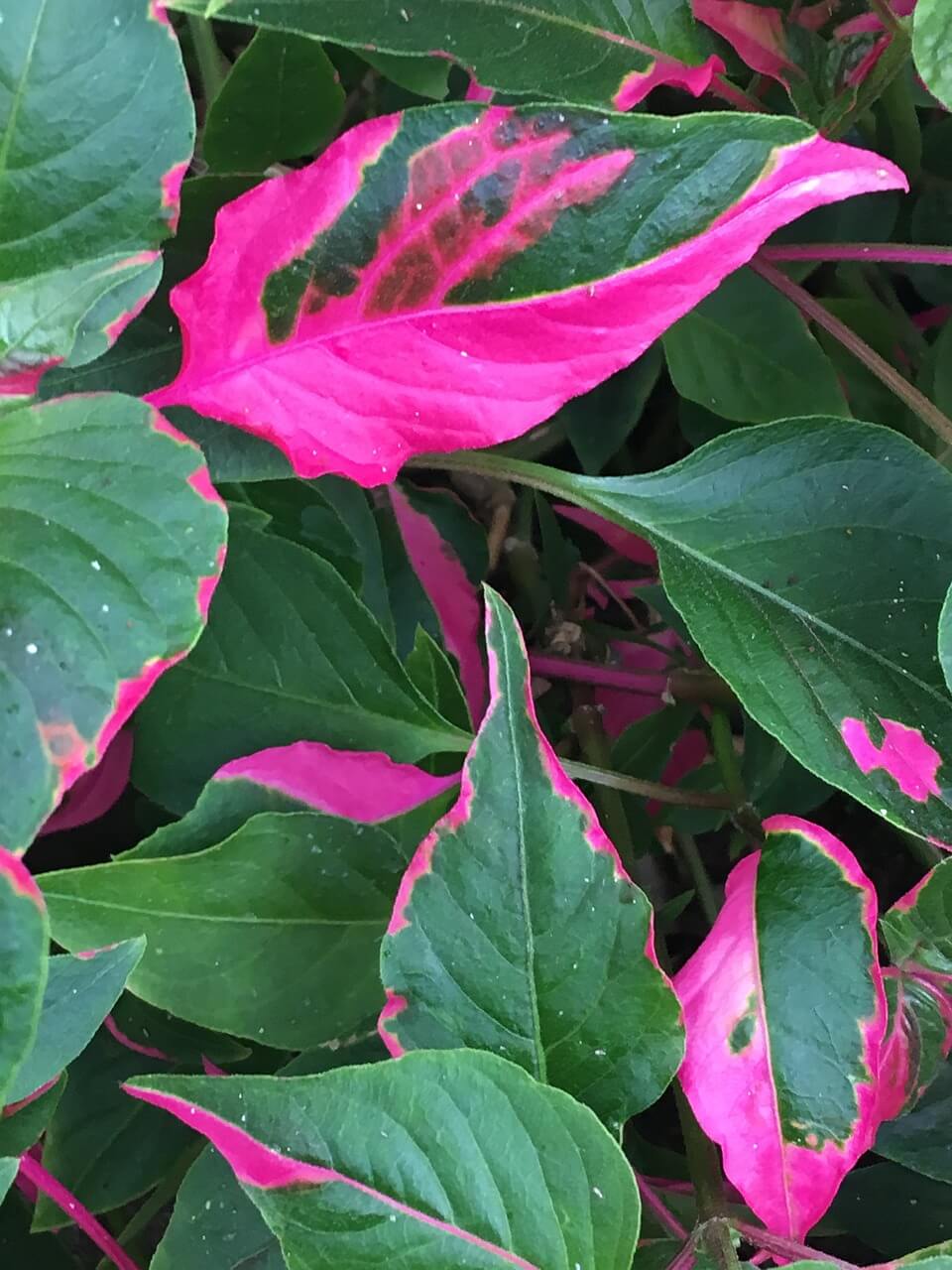Papageienblatt (Alternanthera)