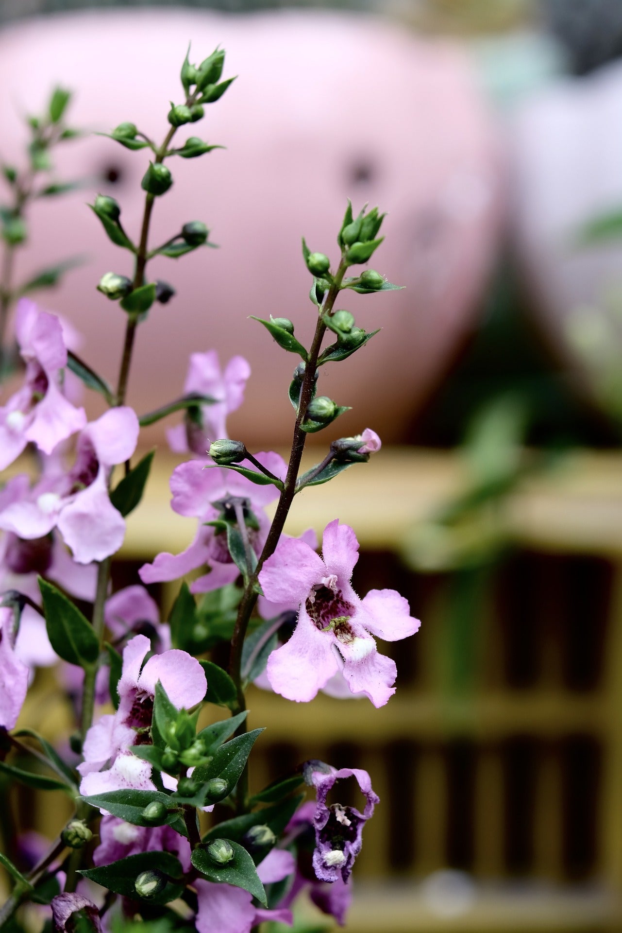 Engelsgesicht (Angelonia)