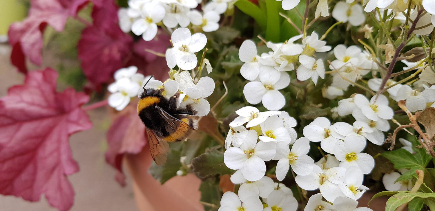 Gänsekresse (Arabis)