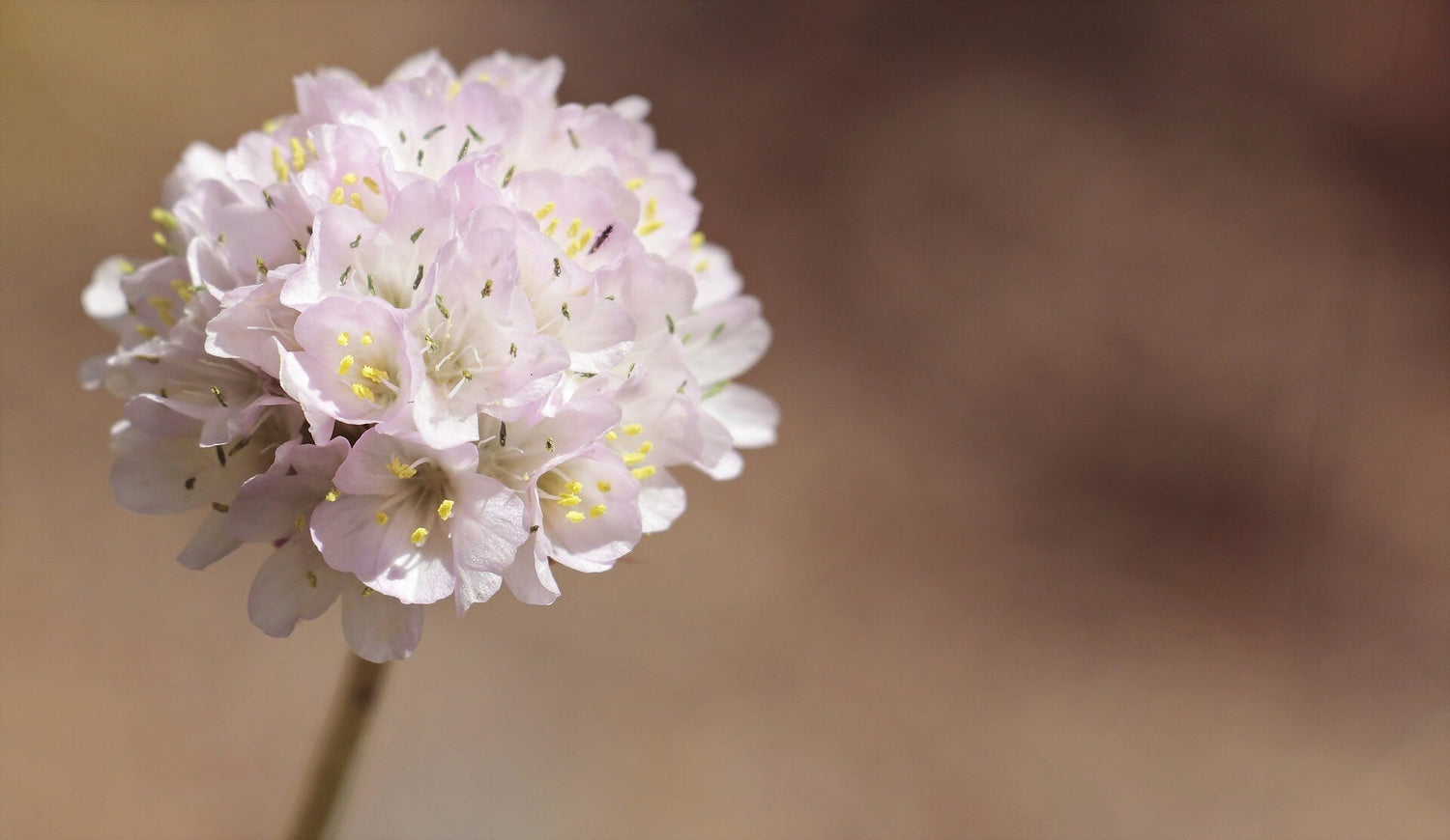 Grasnelke (Armeria maritima)