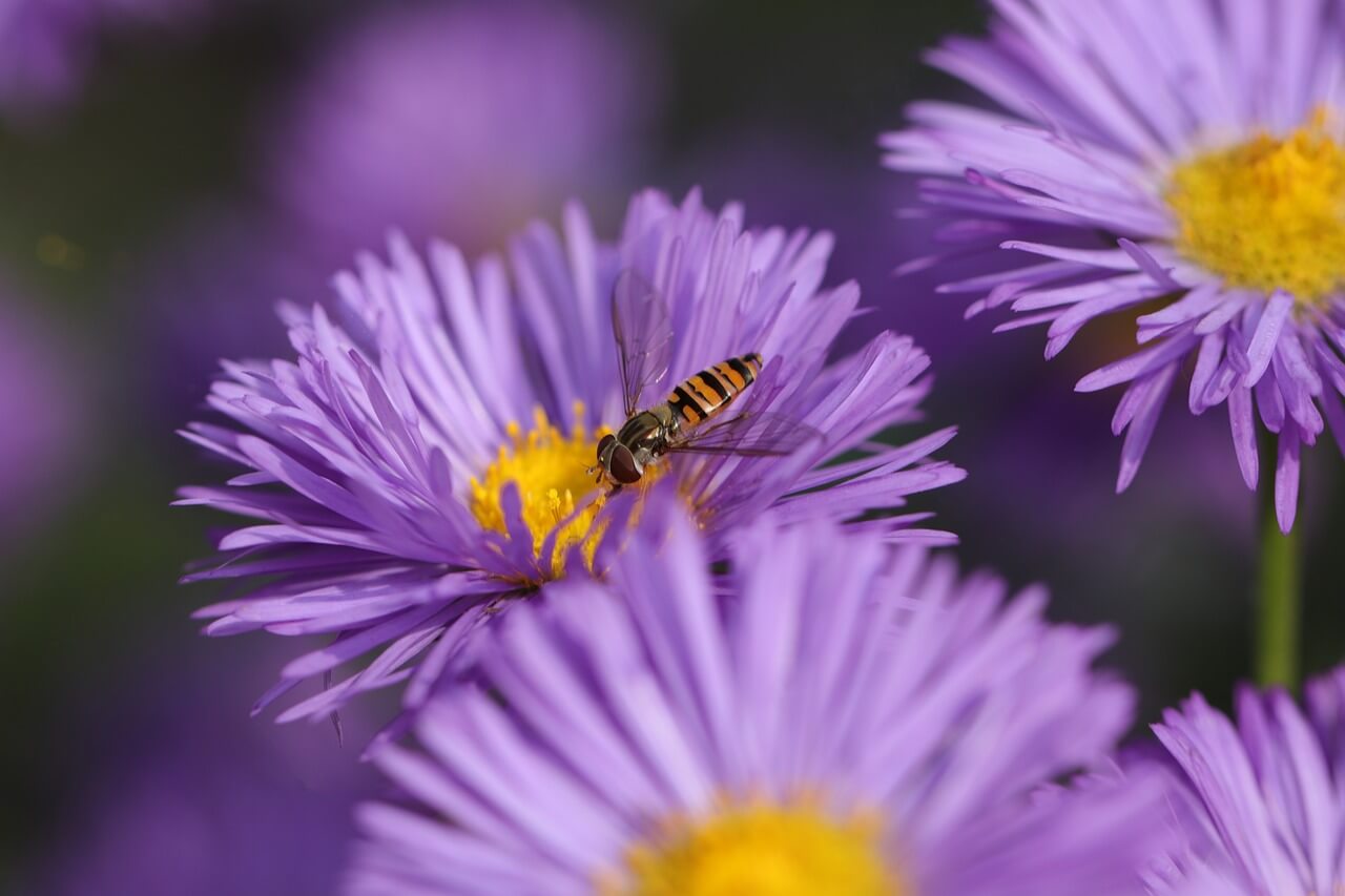 Herbst-Aster (Aster dumosus)