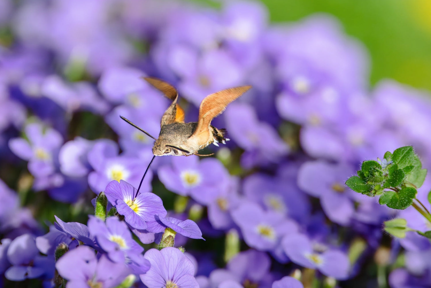 Blaukissen (Aubrieta)