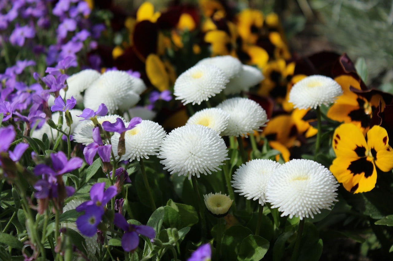 Edel-Gänseblümchen (Bellis perennis)