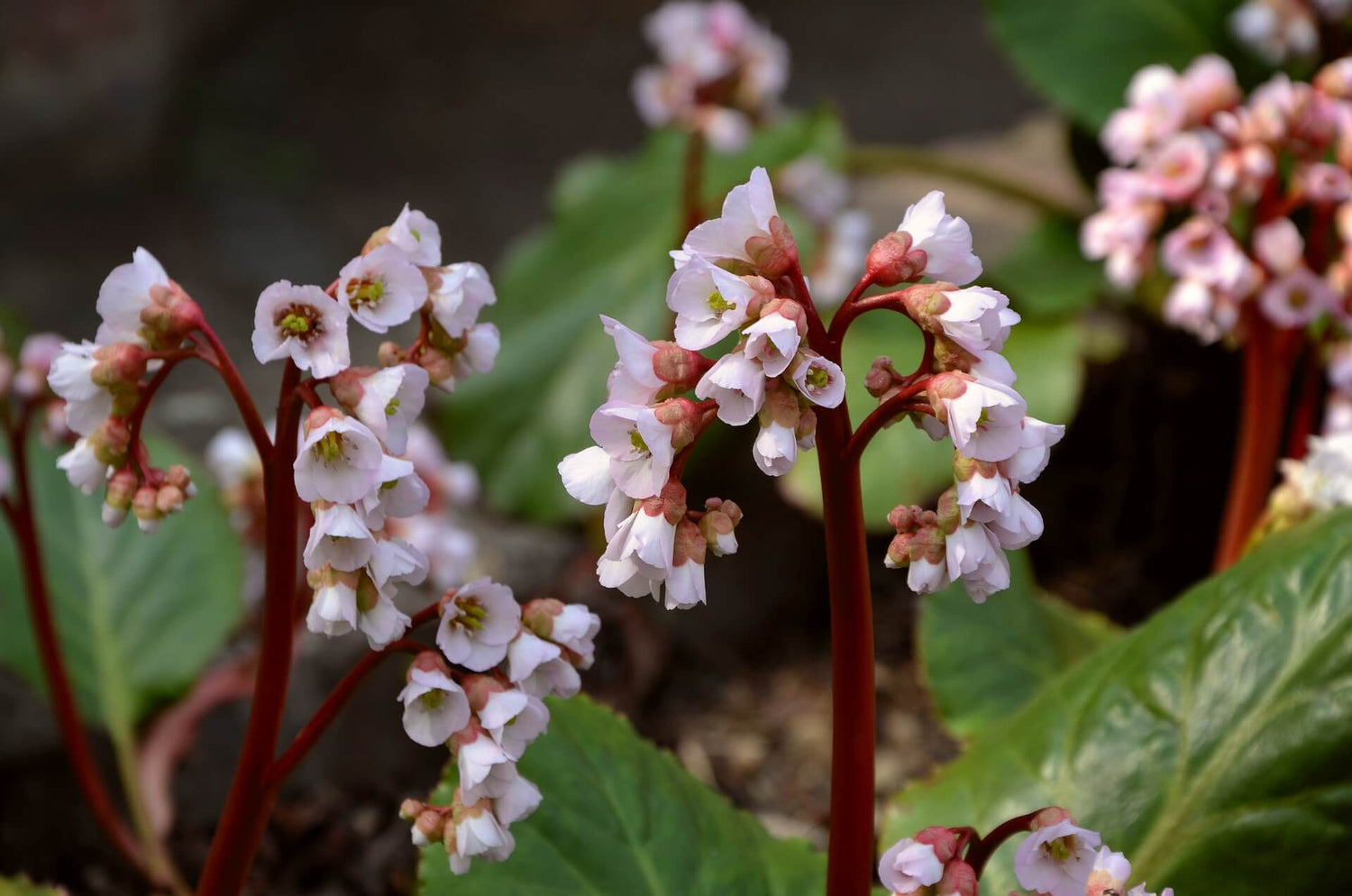 Bergenie (Bergenia)