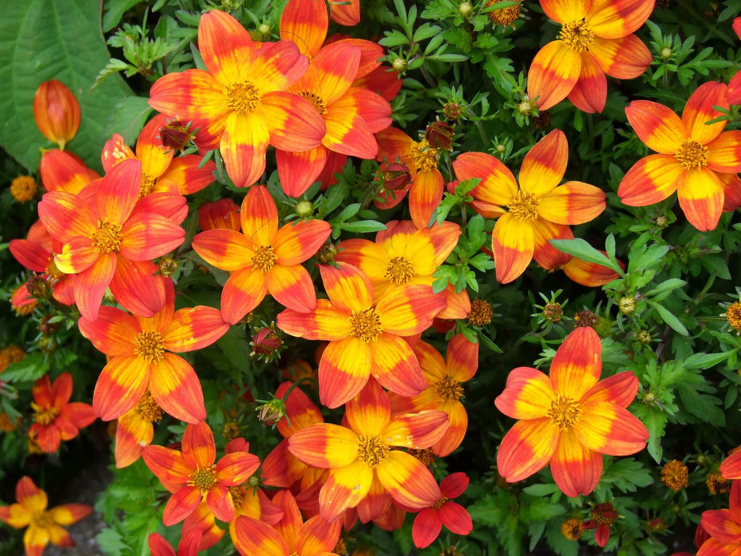 Zweizahn (Bidens ferulifolia)
