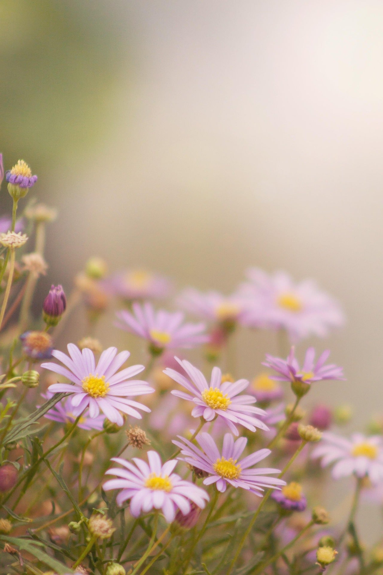 Australische Gänseblümchen (Brachyscome)