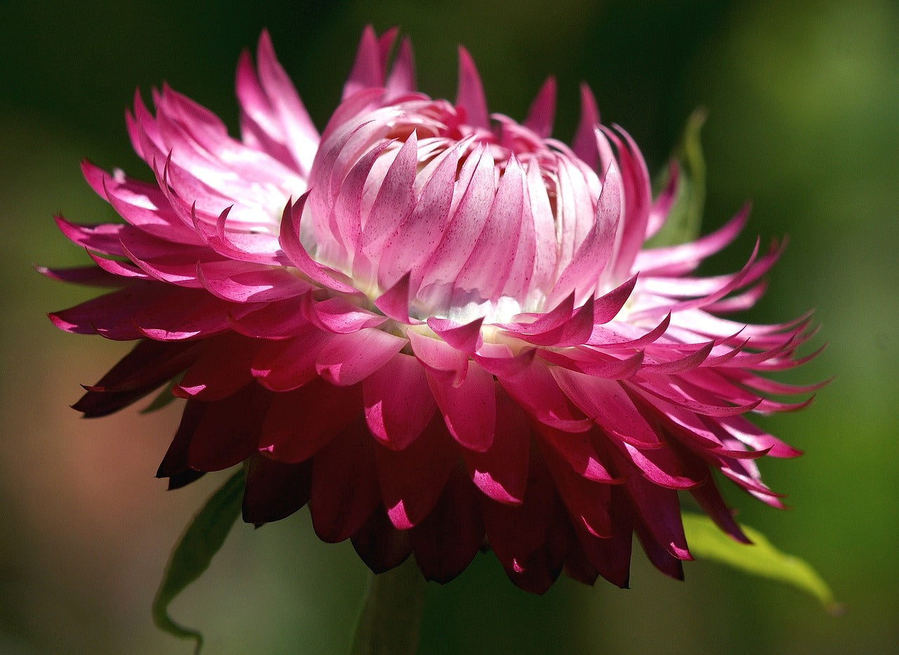 Strohblume (Bracteantha bracteata)