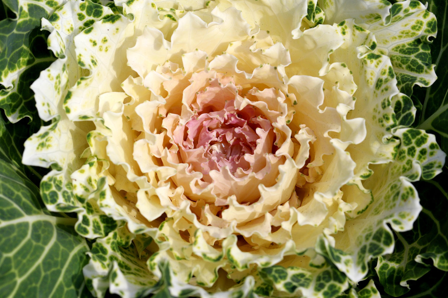 Zierkohl (Brassica)