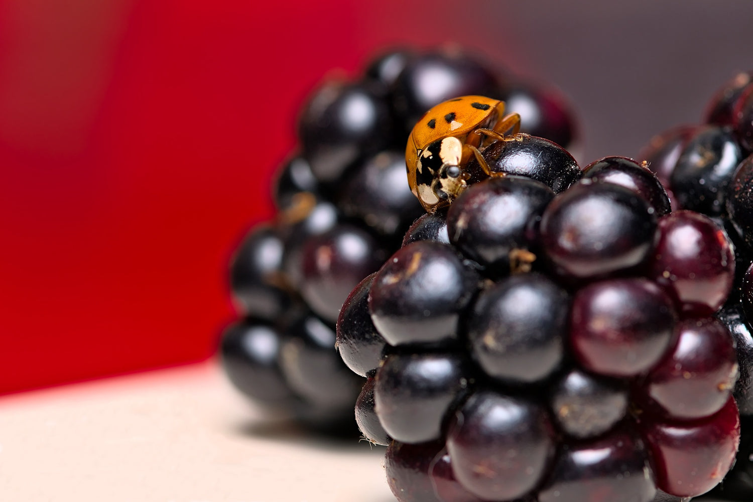 Brombeeren