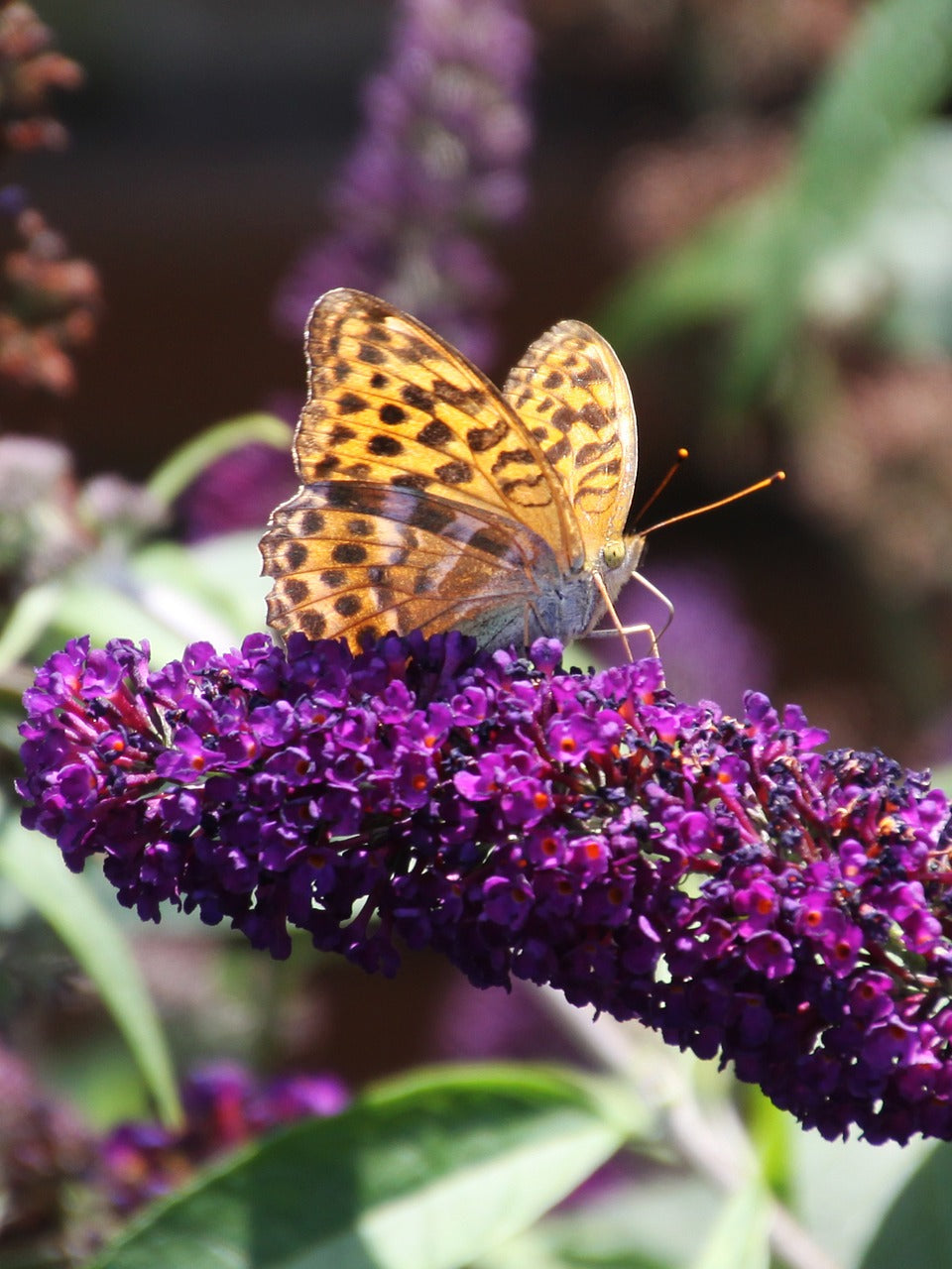 Zwerg-Schmetterlingsflieder (Buddleja)