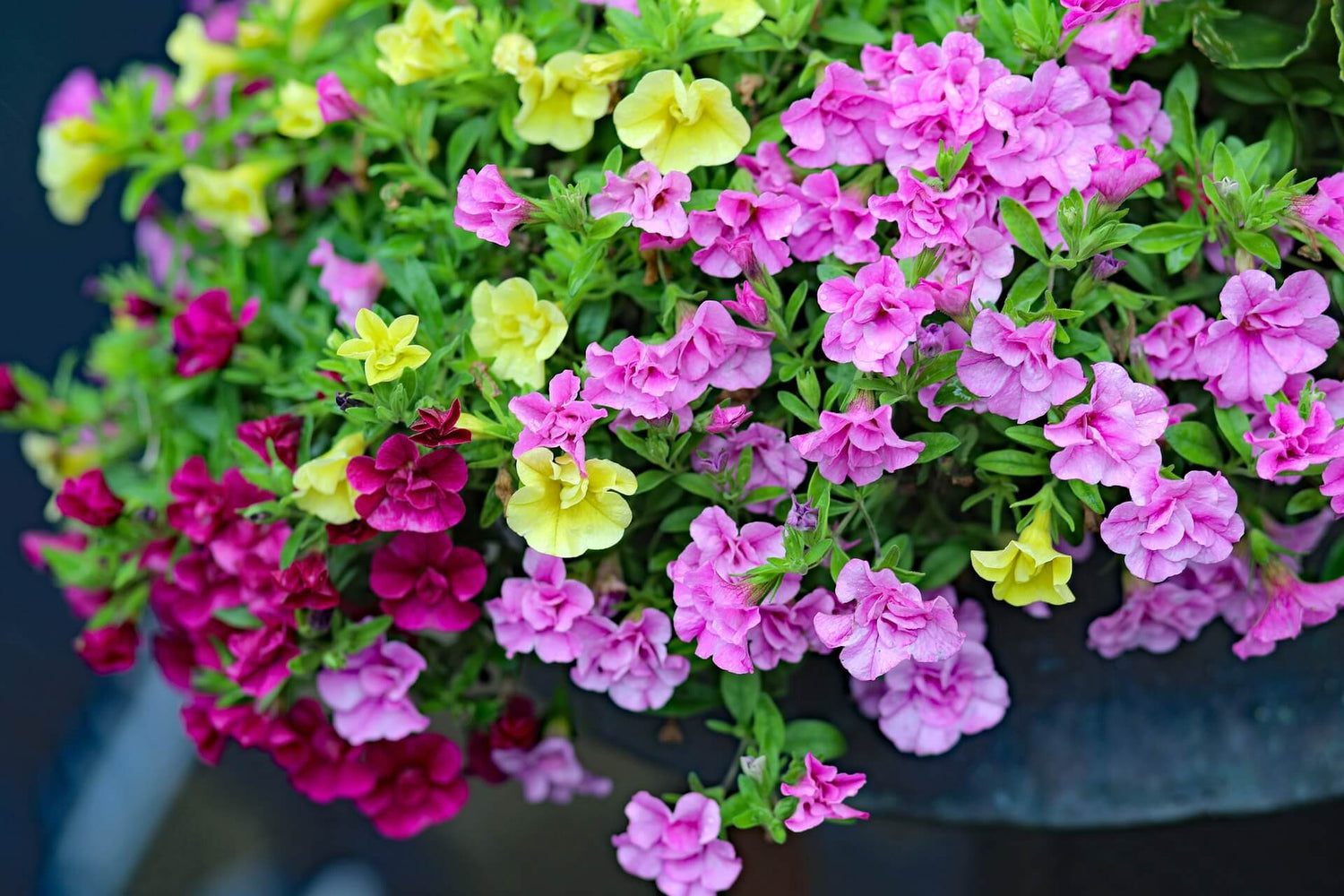 Zauberglöckchen (Calibrachoa)
