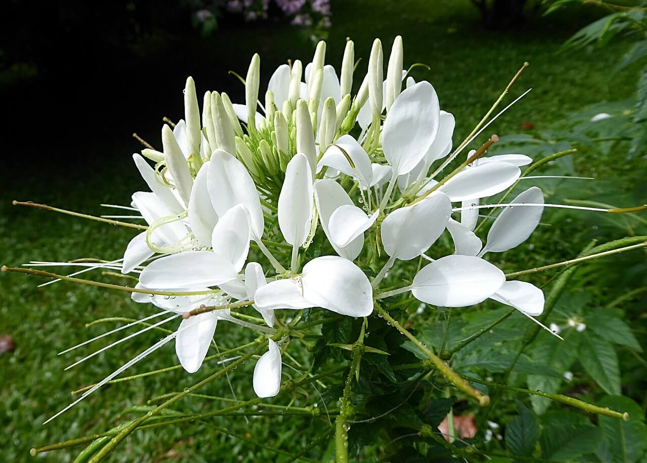 Spinnenblume (Cleome)
