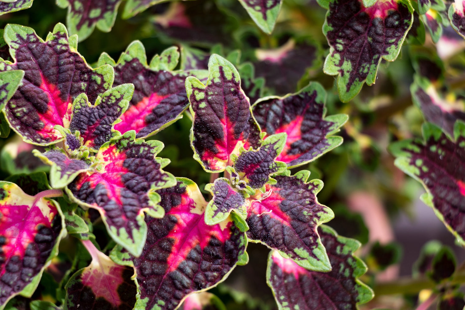 Buntnessel (Coleus)