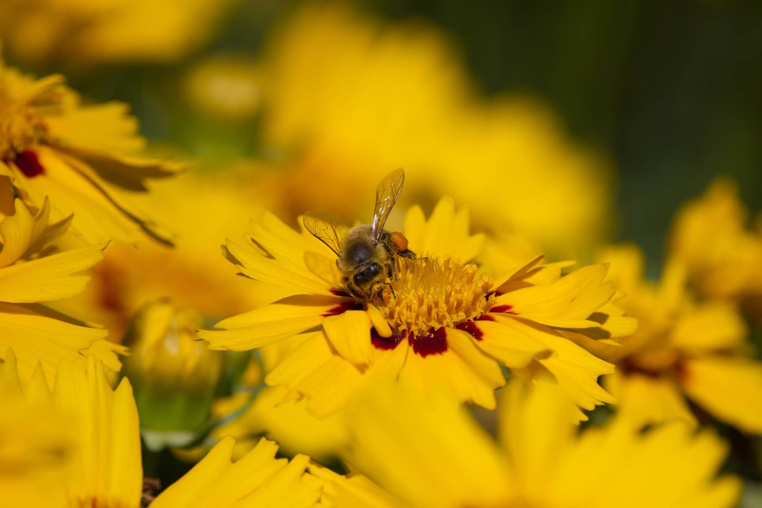 Mädchenauge (Coreopsis)