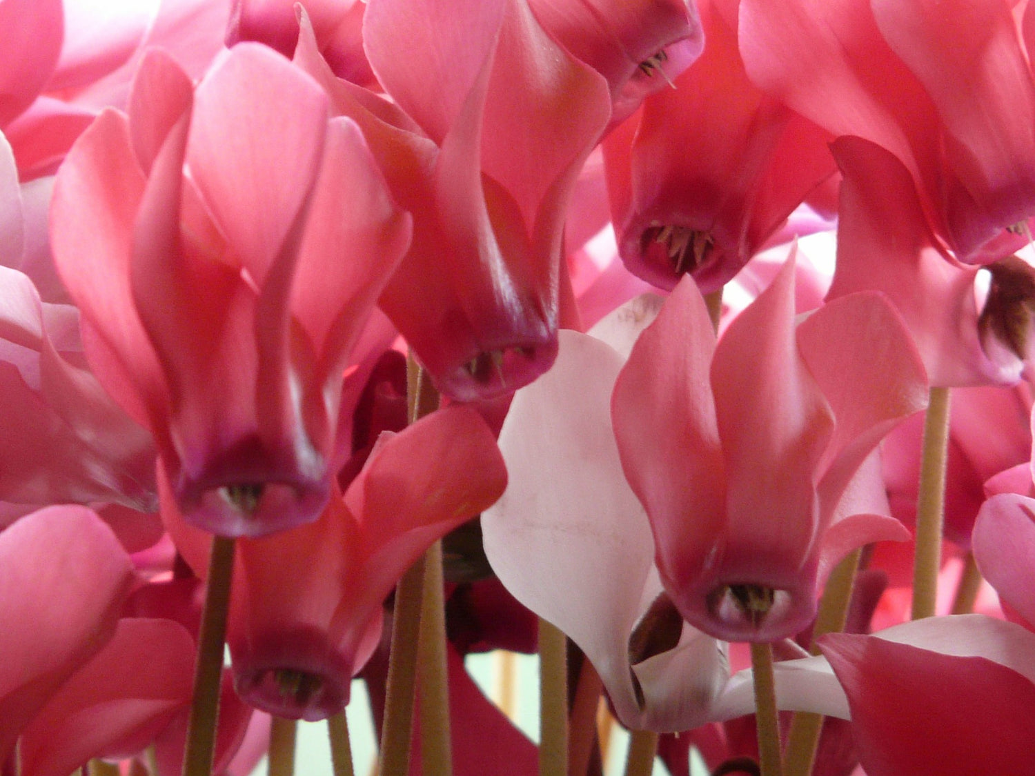 Alpenveilchen (Cyclamen)