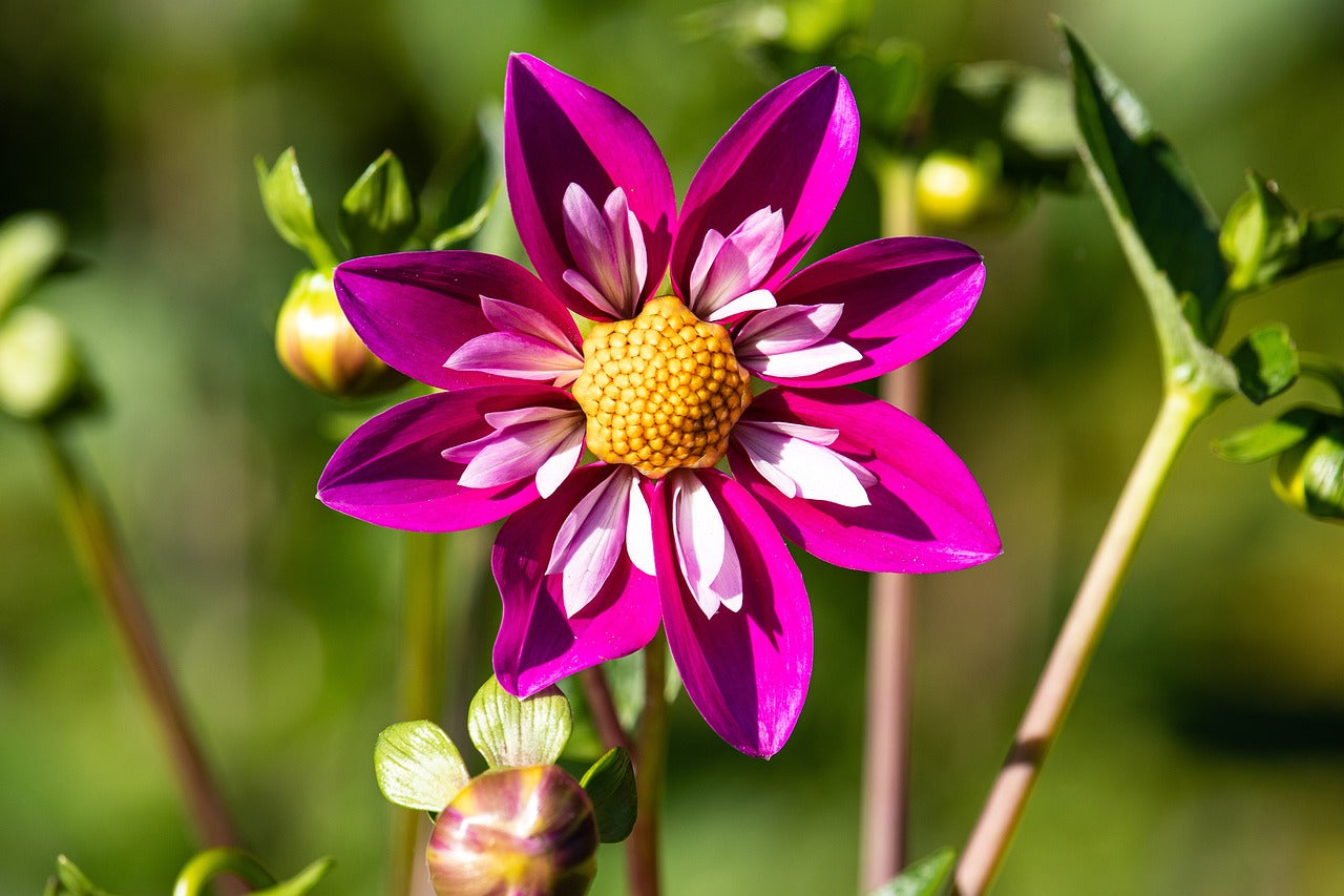 Dahlie (Dahlia)