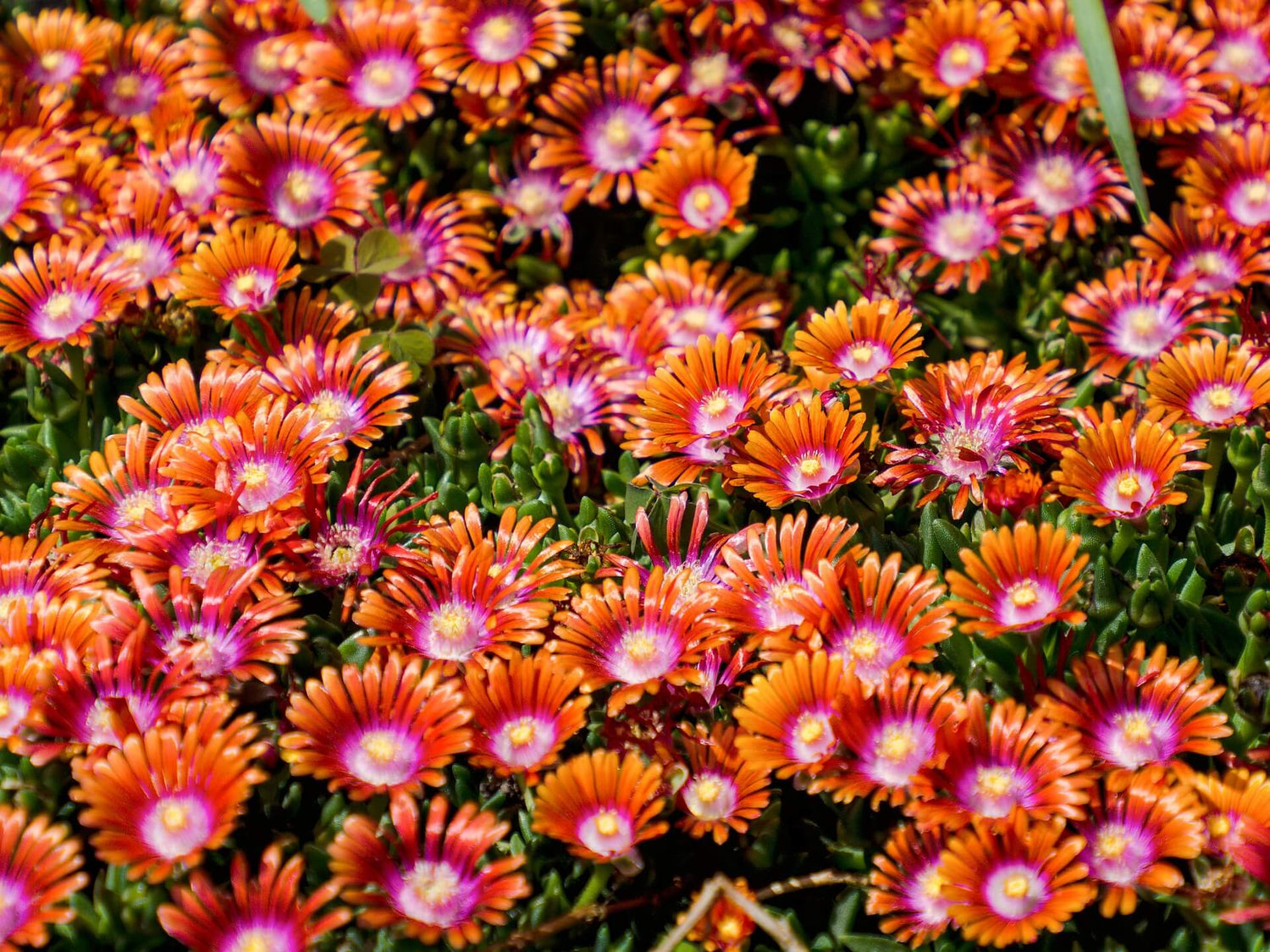 Mittagsblume (Delosperma)