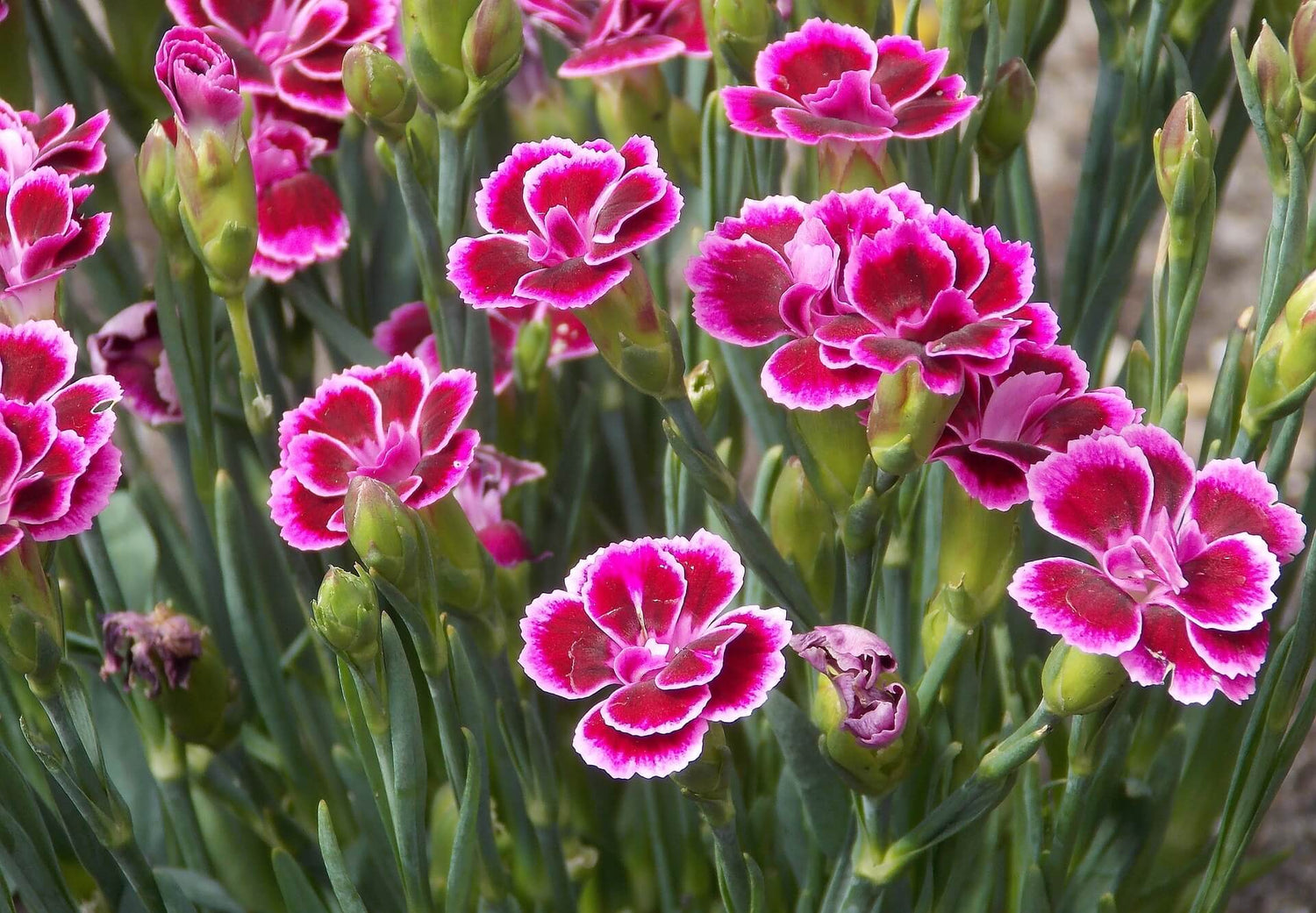 Nelken (Dianthus)