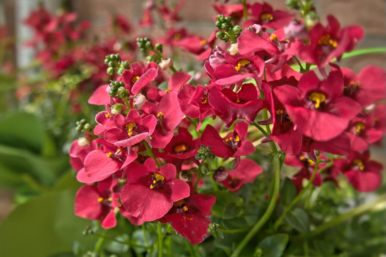 Elfensporn (Diascia)