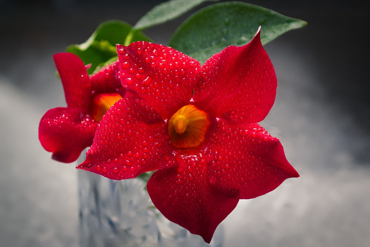 Mandevilla (Dipladenia)