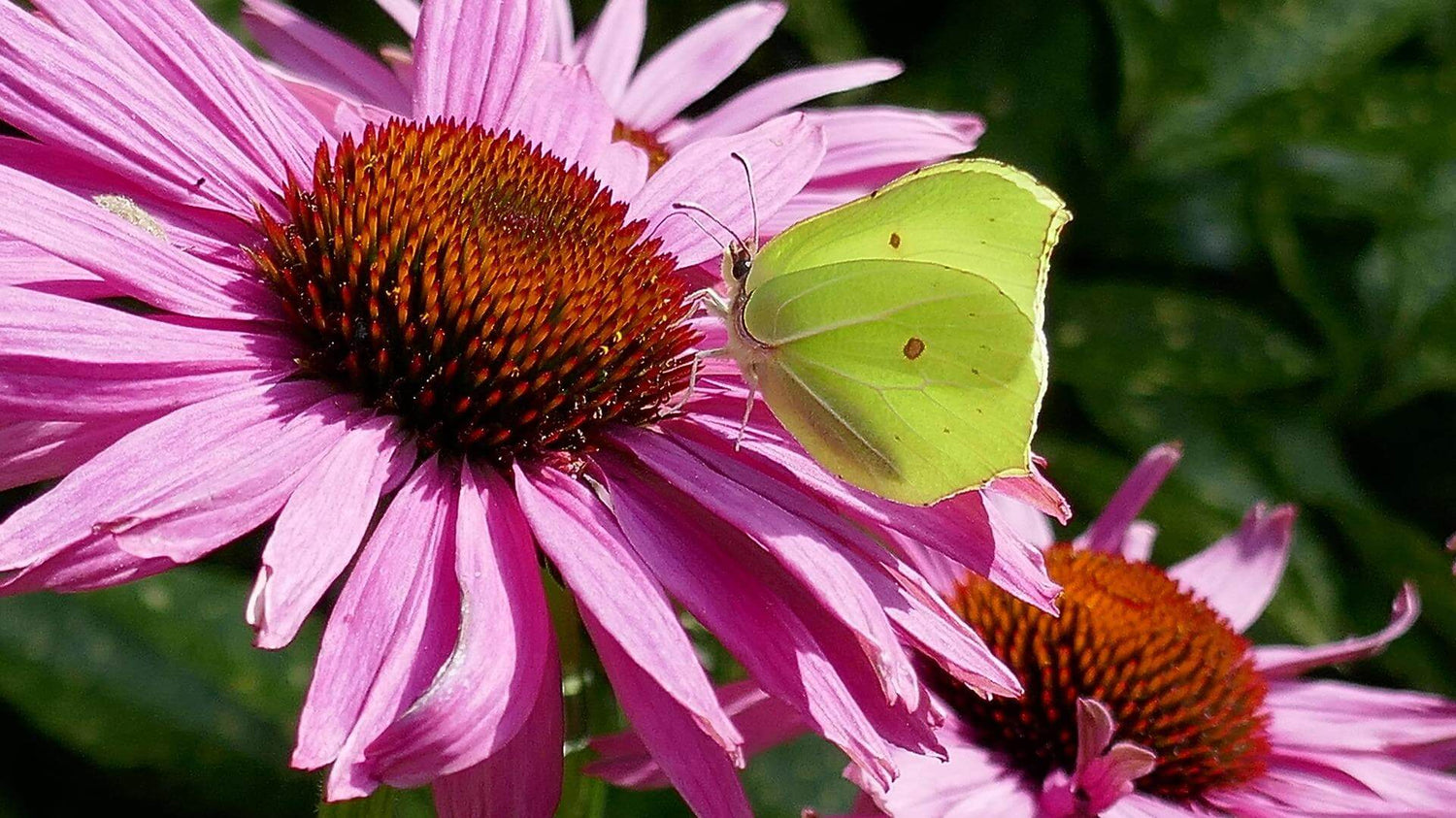 Purpur-Sonnenhut (Echinacea)