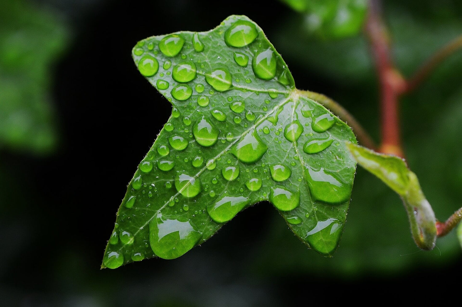 Efeu (Hedera)