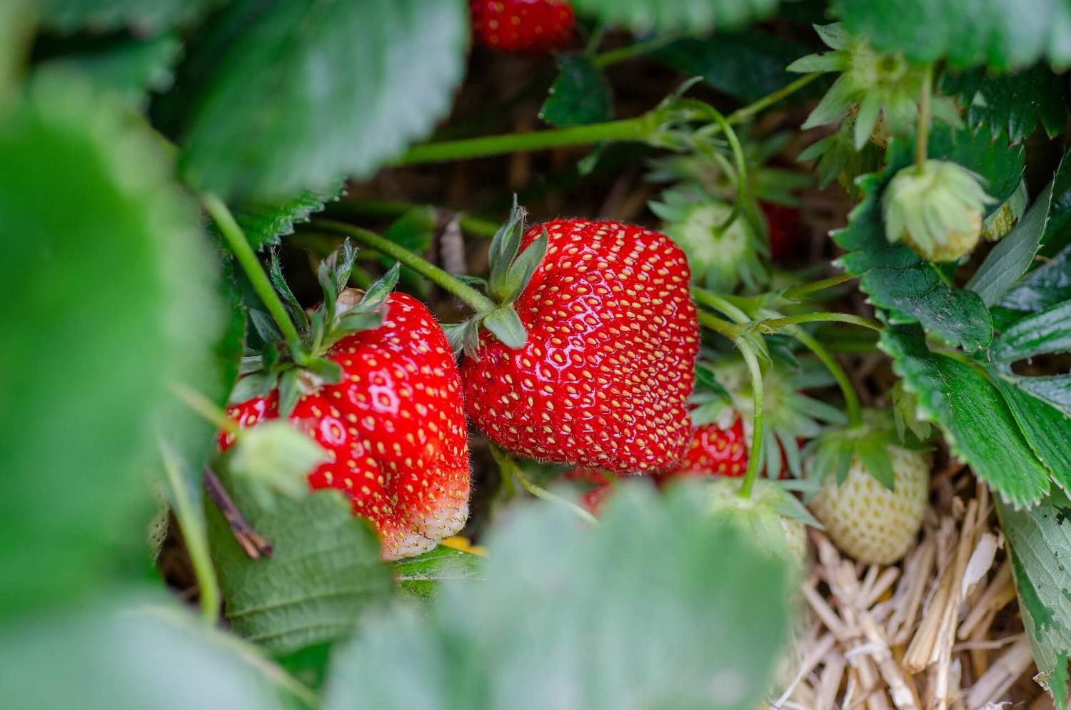 Erdbeeren (Fragaria)