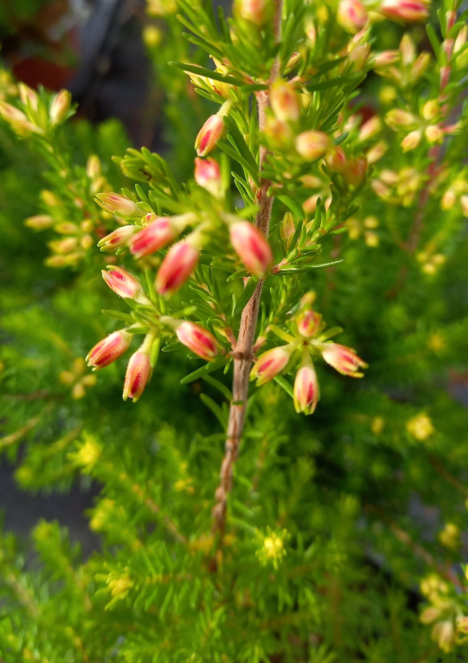 Heide (Erica)