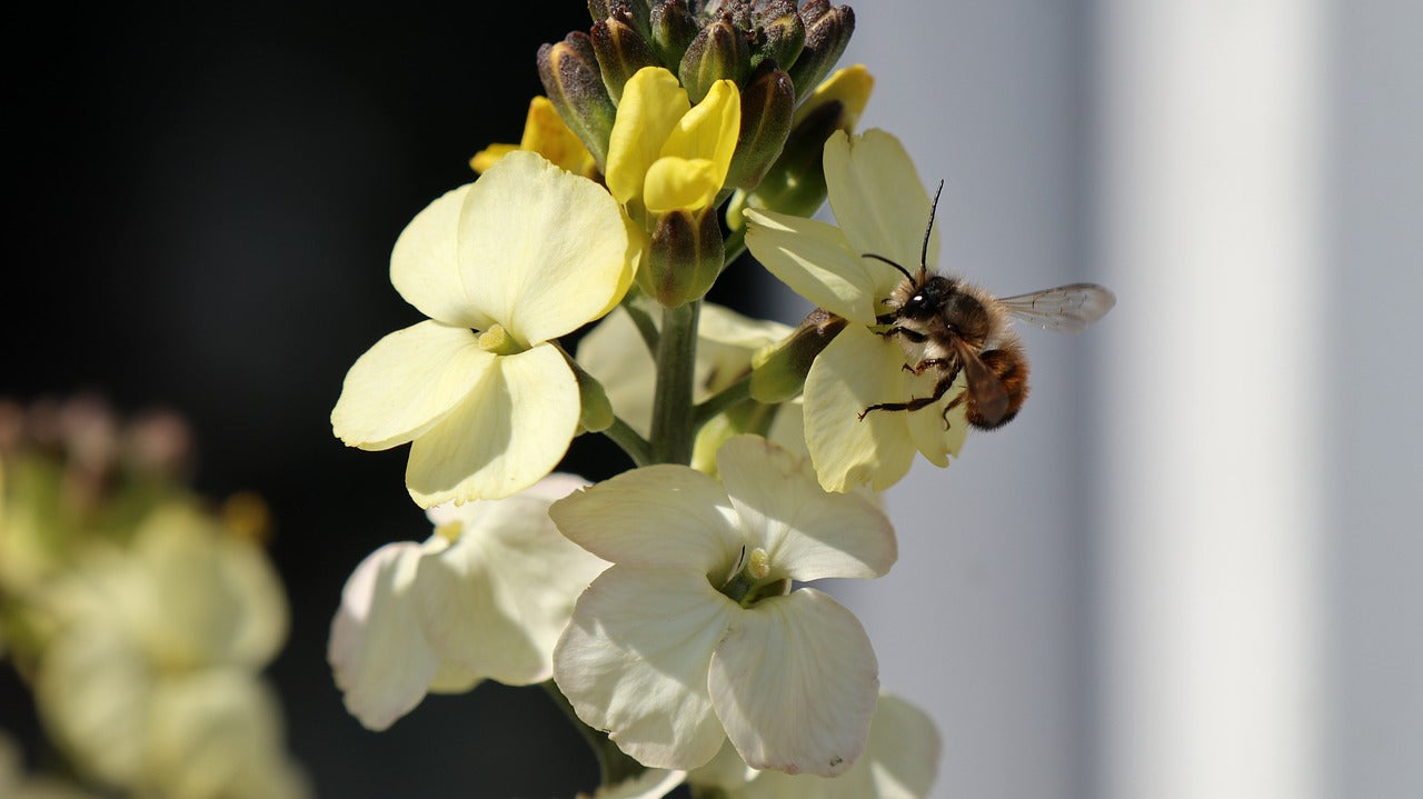 Goldlack (Erysimum)